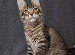 Stephania - Maine Coon Kitten For Sale - Charlotte, NC, US