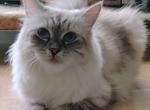 Helena - Siberian Cat For Sale - New York, NY, US