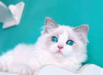 Bert - Ragdoll Kitten For Adoption - 