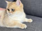 Golden British  Female Kitten TICA registered - British Shorthair Kitten For Sale - Worcester, MA, US