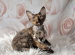 Kira - Devon Rex Kitten For Sale - Brooklyn, NY, US