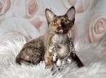 Kira - Devon Rex Kitten For Sale - Brooklyn, NY, US