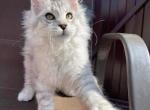 Bubbles - Maine Coon Kitten For Adoption - 