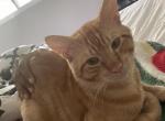 Samson - Domestic Cat For Adoption - Baltimore, MD, US