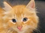 pumpkin - Domestic Kitten For Sale - New Holland, PA, US