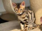 Arie - Bengal Kitten For Adoption - Tucson, AZ, US