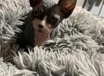 Bicolor bambino - Sphynx Kitten For Sale - 