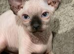 Seal point - Sphynx Kitten For Sale - 