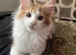 Halo - Maine Coon Kitten For Adoption - Conshohocken, PA, US