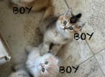 Scottish Fold & Straight kittens 3 boys & 1 girl - Scottish Fold Kitten For Sale - Houston, TX, US