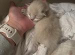 Lynx Savannah hybrids - Savannah Kitten For Sale - Huntingtn Bch, CA, US