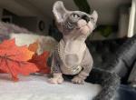 Summer - Sphynx Kitten For Sale - 