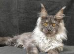 Bosco - Maine Coon Kitten For Sale - Miami, FL, US