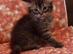 Princes - Domestic Kitten For Sale - 