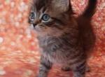 Joy - Domestic Kitten For Sale - Holyoke, MA, US