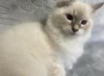 Girl 1 - Siberian Kitten For Sale - 