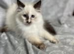 Girl 2 - Siberian Kitten For Sale - 