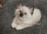 Red Collar - Ragdoll Kitten For Sale - Saint Paul, MN, US