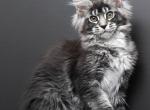 Camelia - Maine Coon Kitten For Sale - Boston, MA, US