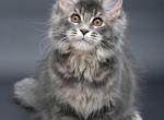 Anita Polydactyl - Maine Coon Kitten For Sale - Boston, MA, US