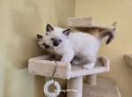 Emmy and Apollo litter - Ragdoll Kitten For Sale - Saint Paul, MN, US