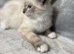 Boy 1 - Siberian Kitten For Sale - Virginia Beach, VA, US