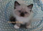 Green Collar - Ragdoll Kitten For Sale - Saint Paul, MN, US