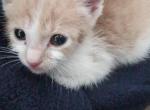 Not Applicable - Domestic Kitten For Adoption - Los Angeles, CA, US