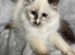 Girl 2 - Siberian Kitten For Sale - Virginia Beach, VA, US