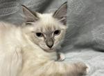 Boy1 - Siberian Kitten For Sale - Virginia Beach, VA, US