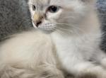 Boy 2 - Siberian Kitten For Sale - Virginia Beach, VA, US