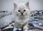 Aidan - Ragdoll Kitten For Sale - Tuscaloosa, AL, US