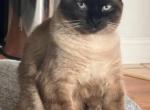 Kobe - Siamese Cat For Sale - Baldwinsville, NY, US