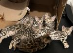 Mias First Litter NJ - Bengal Kitten For Sale - 