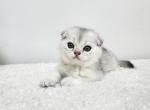 Scottish Fold Silver Chinchilla Calvin - Scottish Fold Kitten For Sale - Jersey City, NJ, US