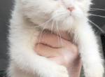 White blue eyed bsh female - British Shorthair Kitten For Sale - Woodburn, IN, US