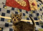 Missy - Domestic Kitten For Sale - 