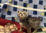 Betty - Manx Kitten For Sale - 