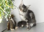 Blue Sky - Maine Coon Kitten For Sale - 