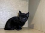 Max - Domestic Kitten For Sale - 