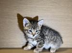 Willow - Manx Kitten For Sale - West Springfield, MA, US