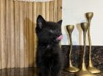 Cleo - Manx Kitten For Sale - West Springfield, MA, US