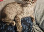 Myrtle - Maine Coon Kitten For Sale - 