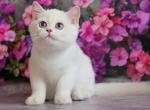 Ernest - British Shorthair Kitten For Sale - 