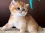 Alex - British Shorthair Cat For Sale - 