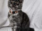 Nelson - Maine Coon Kitten For Sale - Hayden, ID, US