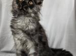 Elodie - Maine Coon Kitten For Sale - Hayden, ID, US