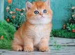 Gordon - British Shorthair Kitten For Sale - 