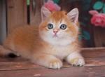 Gerald - British Shorthair Kitten For Sale - 