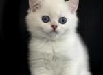 Suzana - Scottish Straight Kitten For Sale - Buffalo Grove, IL, US